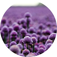 Cheap Purple Prom Dresses UK
